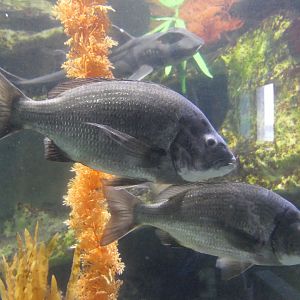 Black Bream (Acanthopagrus butcheri)