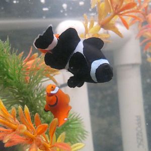 Ocellaris Clownfish (Amphiprion ocellaris)