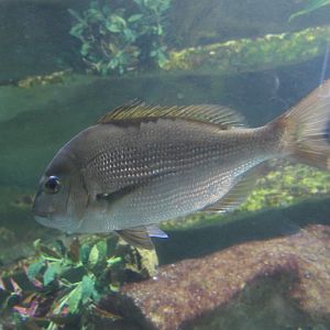 Australasian Snapper (Chrysophrys auratus)