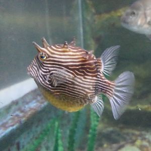 Ornate Cowfish (Aracana ornata)