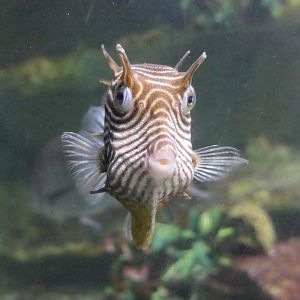 Ornate Cowfish (Aracana ornata)