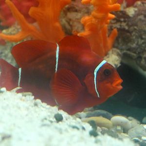 Spinecheek Anemonefish (Amphiprion biaculeatus)
