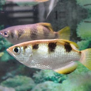 Banded Archerfish (Toxotes jaculatrix)
