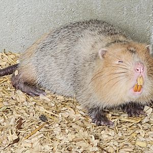 Large Bamboo Rat Rhizomys sumatrensis (?)