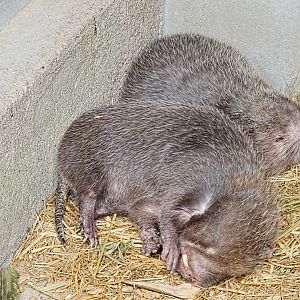 Hoary Bamboo Rat Rhizomys pruinosus (?)