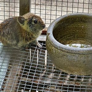 Plateau Pika (Ochotona curzoniae)