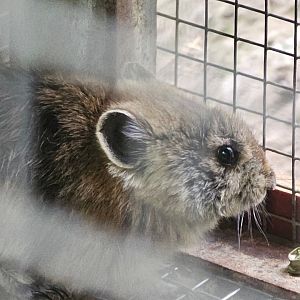Plateau Pika (Ochotona curzoniae)