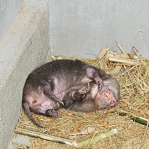 Indomalayan Bamboo Rat Rhizomys sumatrensis (?)