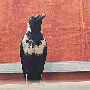 Collared crow (Corvus torquatus)