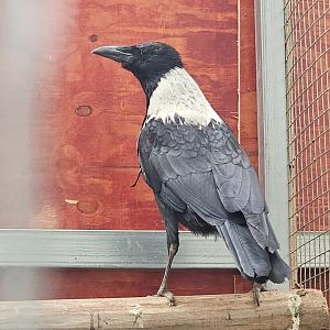 Collared crow (Corvus torquatus)