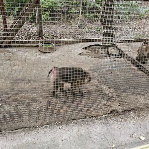 Northern pig-tailed macaques