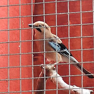 Eurasian Jay (Garrulus glandarius sinensis)