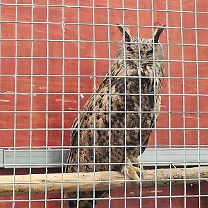 Eurasian eagle-owl (presumably Bubo bubo kiautschensis)