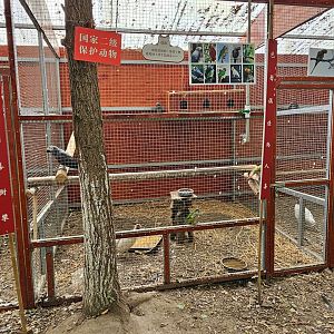 Shared parrot aviary,  Zanhuayuan Zoo / Guoxue Boutique Zoo, Shifang