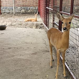 Siberian Roe Deer (Capreolus pygargus)