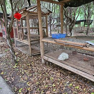 Domestic cats, Zanhuayuan Zoo / Guoxue Boutique Zoo, Shifang