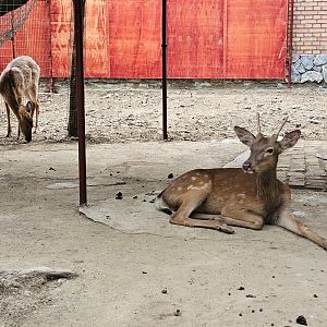 Sika deer - subspecies?