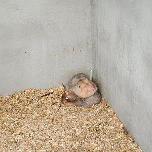 Large Bamboo Rat Rhizomys sumatrensis (?)