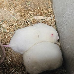 Albino Hoary Bamboo Rat Rhizomys pruinosus (?)