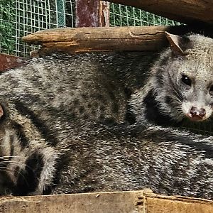 Large Indian Civets (Viverra zibetha)