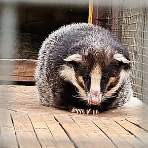 Northern hog badger
