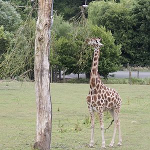 Giraffe using Feeders