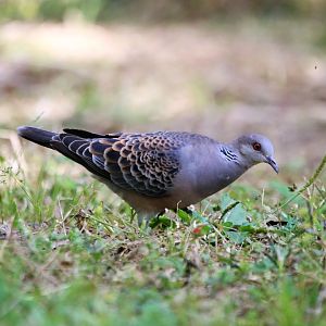 Oriental Turtle-Dove (Streptopelia orientalis)