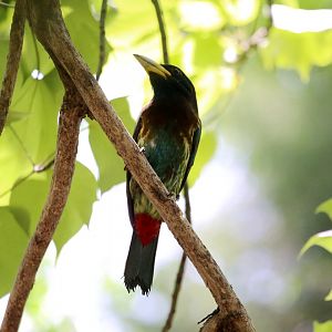 Great Barbet (Psilopogon virens)
