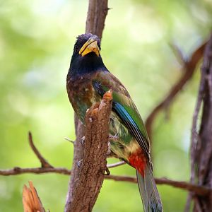 Great Barbet (Psilopogon virens)