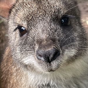 Parma Wallaby Close-up
