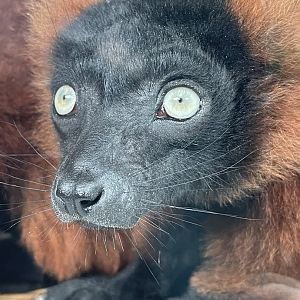 Red-Ruffed Lemur Close-up