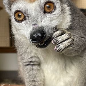 Crowned Lemur Close-up