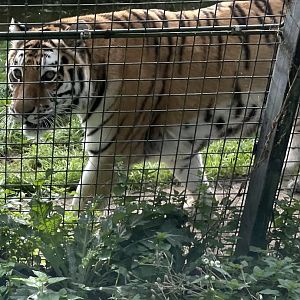Female Amur Tiger