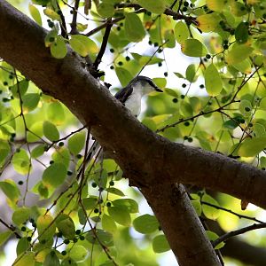 Brown-rumped Minivet (Pericrocotus cantonensis)
