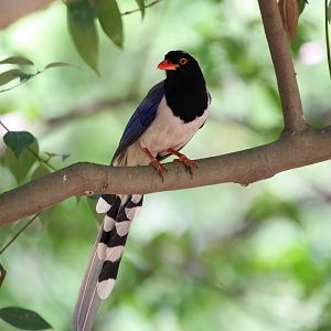 Red-billed Blue Magpie
