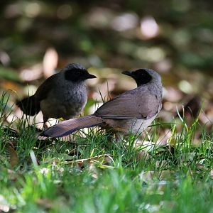 Masked Laughingthrush (Pterorhinus perspicillatus)
