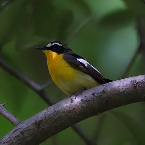 Yellow-rumped Flycatcher (Ficedula zanthopygia)