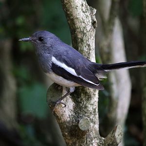 Oriental Magpie Robin