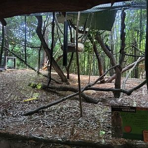 Jun. 2025 - Jungle Trails - White-handed Gibbon Exhibit (New to this Habitat)