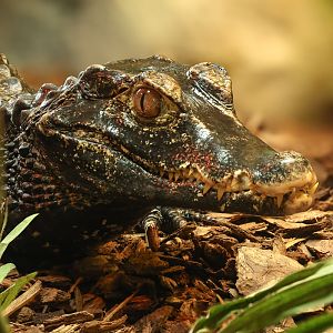 Cuvier's dwarf caiman : Crocodiles of the World : 20 Jun 2025