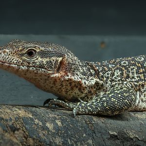 Peacock monitor : Crocodiles of the World : 20 Jun 2025