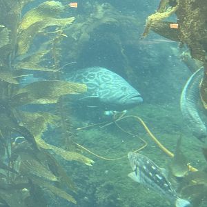 Broomtail grouper (Mycteroperca xenarcha) in the Kelp Forest