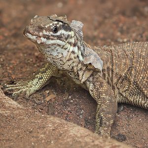 Spiny-tailed monitor : Crocodiles of the World : 20 Jun 2025