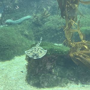Banded guitarfish (Zapteryx exasperata) in the Kelp Forest