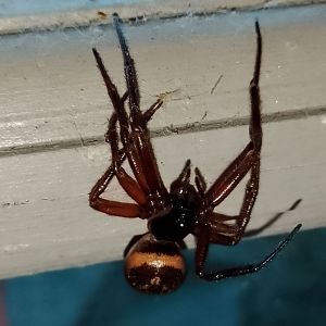 Steatoda nobilis 240625