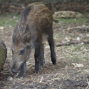 European Wild Boar 1