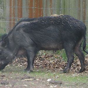European Wild Boar 2