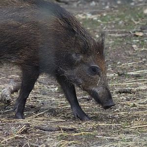 European Wild Boar 3