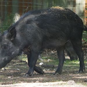 European Wild Boar 4