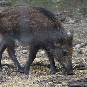 European Wild Boar 5